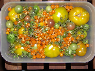 Letzte Ernte Tomaten 2006
