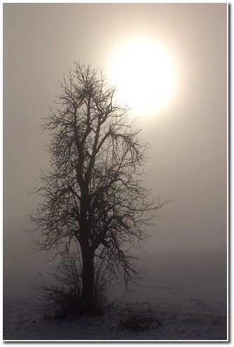  Baum im Nebel